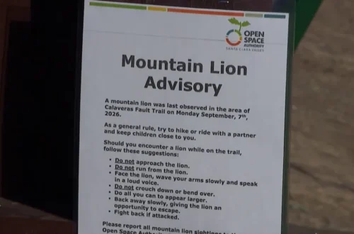 Warning signs at a Bay Area trailhead advise hikers about mountain lion safety