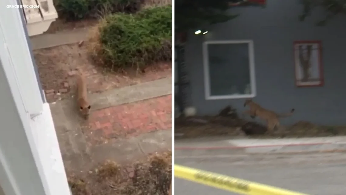 Mountain lion seen in a San Francisco neighborhood before animal control tranquilized it