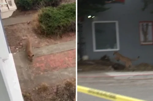 Mountain lion seen in a San Francisco neighborhood before animal control tranquilized it