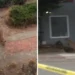 Mountain lion seen in a San Francisco neighborhood before animal control tranquilized it