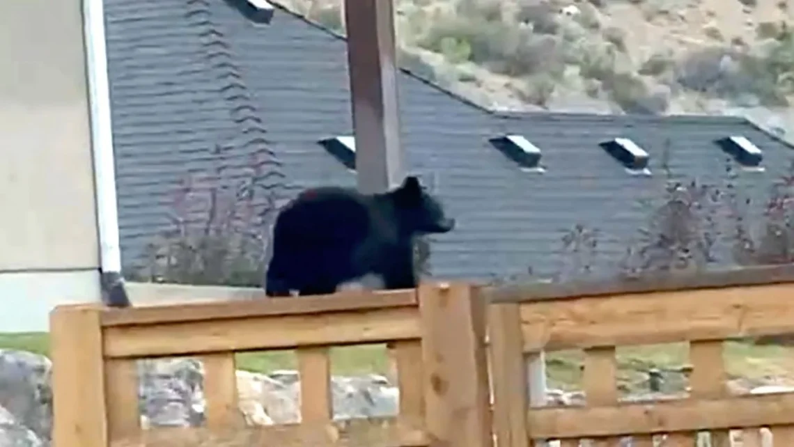 Wildlife crews and police search a Provo neighborhood near Splash Summit Waterpark after a bear sighting