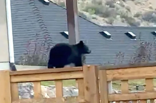 Wildlife crews and police search a Provo neighborhood near Splash Summit Waterpark after a bear sighting