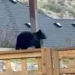 Wildlife crews and police search a Provo neighborhood near Splash Summit Waterpark after a bear sighting