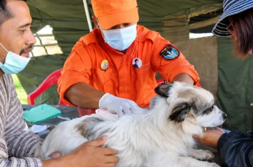 CDC rabies warning about animal bites and post-exposure treatment