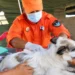 CDC rabies warning about animal bites and post-exposure treatment