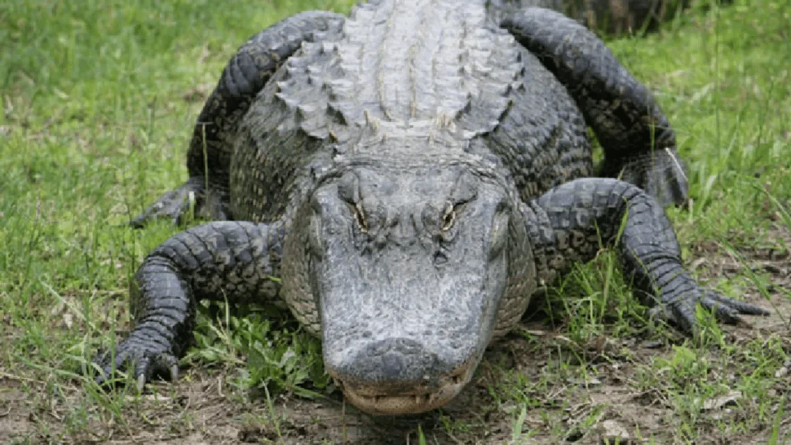 Alligator in Florida water after a child was bitten in a Hernando County preserve