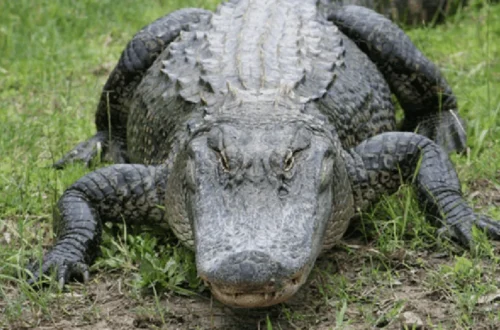 Alligator in Florida water after a child was bitten in a Hernando County preserve