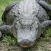 Alligator in Florida water after a child was bitten in a Hernando County preserve