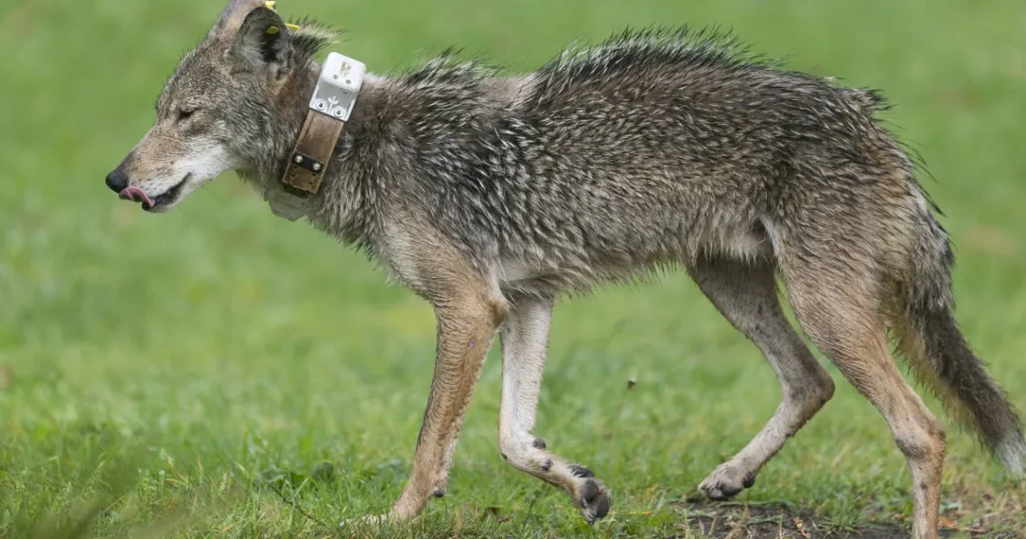 Police warn residents after a coyote encounter in Haverhill, Massachusetts