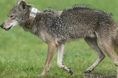 Police warn residents after a coyote encounter in Haverhill, Massachusetts