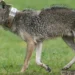 Police warn residents after a coyote encounter in Haverhill, Massachusetts