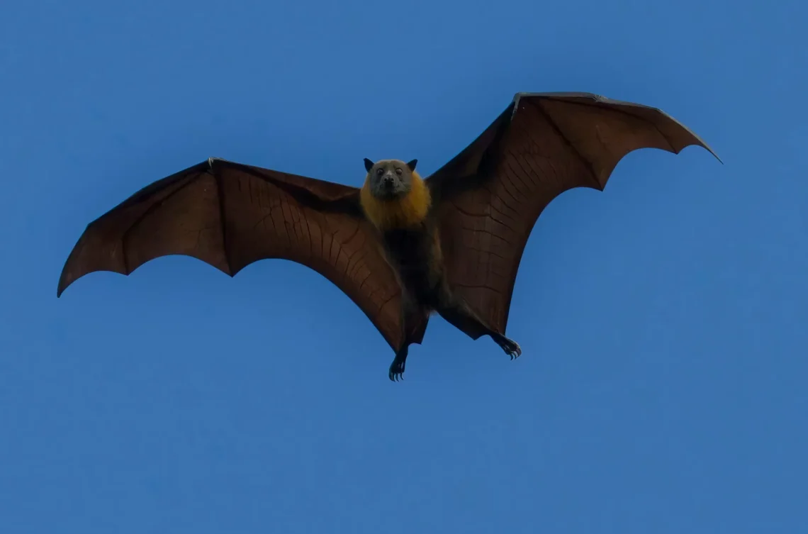 CDC advisory about rabies exposure treatment and vaccine use in the United States