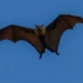 CDC advisory about rabies exposure treatment and vaccine use in the United States