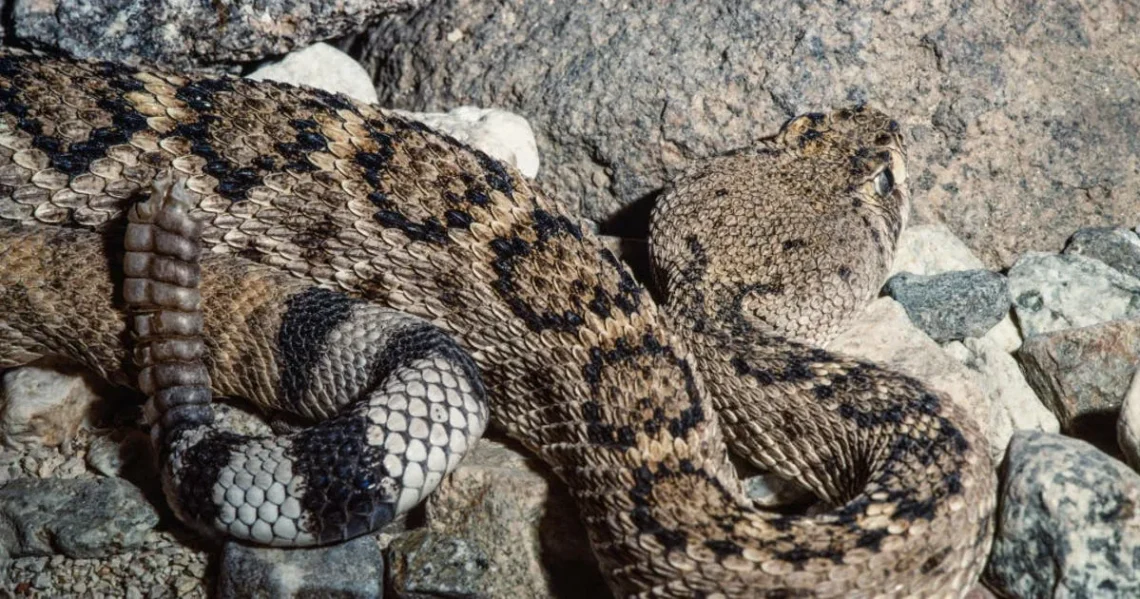 A sandy beach with dunes and coastal vegetation where venomous snakes may live nearby