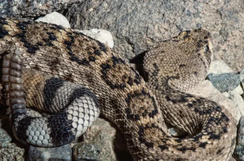A sandy beach with dunes and coastal vegetation where venomous snakes may live nearby