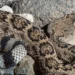 A sandy beach with dunes and coastal vegetation where venomous snakes may live nearby