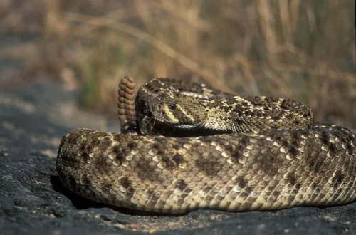 A venomous rattlesnake coiled on dry ground in a natural habitat