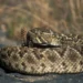 A venomous rattlesnake coiled on dry ground in a natural habitat
