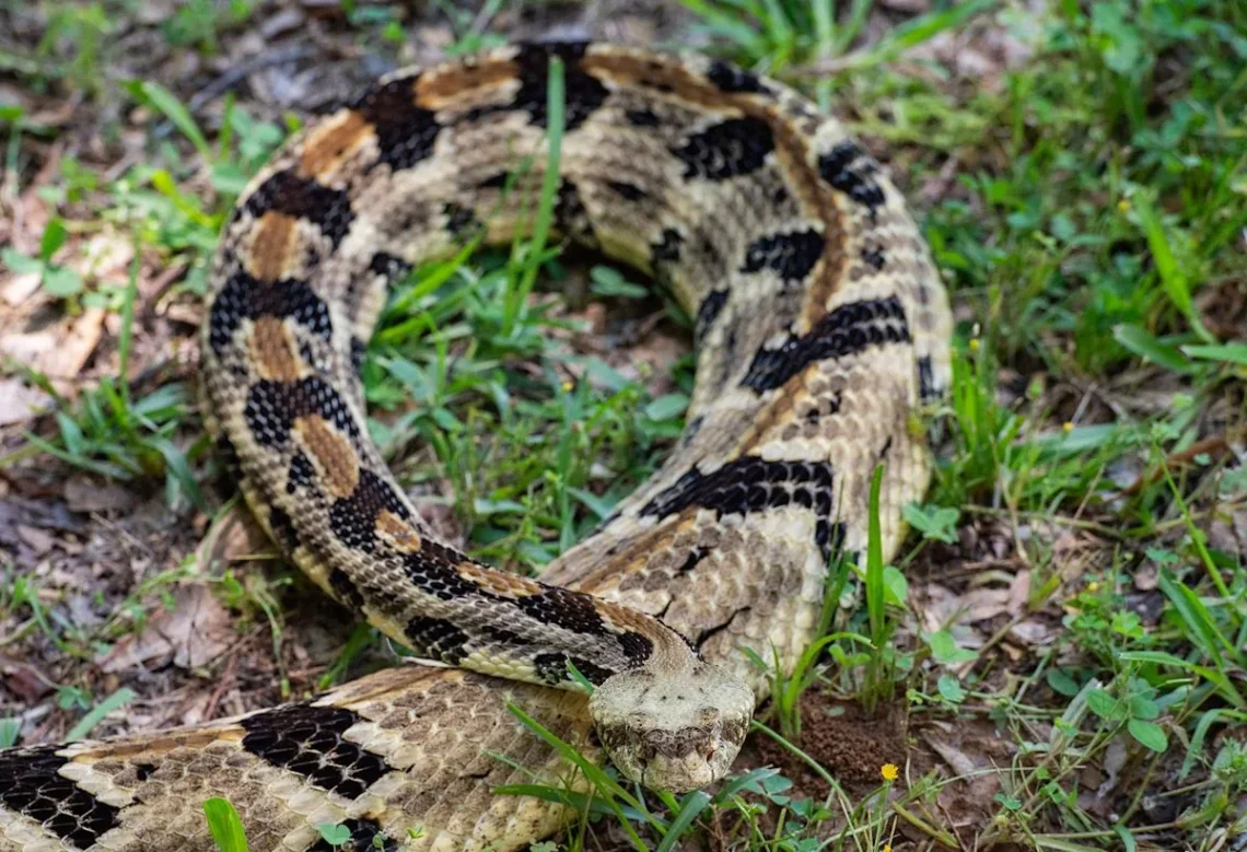 A venomous rattlesnake coiled on the ground with its rattle visible