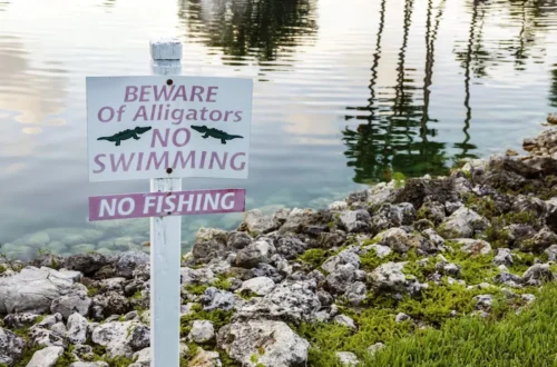 Alligator warning sign near a Florida waterway with cypress trees in the background
