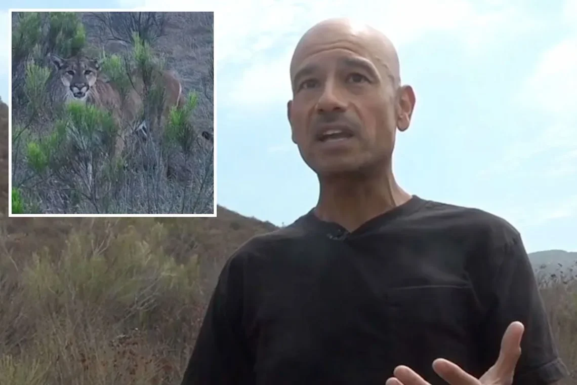 A mountain lion crouched in brush near a hiking trail in Mission Trails Regional Park