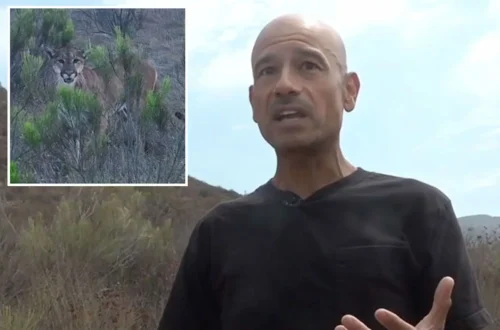 A mountain lion crouched in brush near a hiking trail in Mission Trails Regional Park