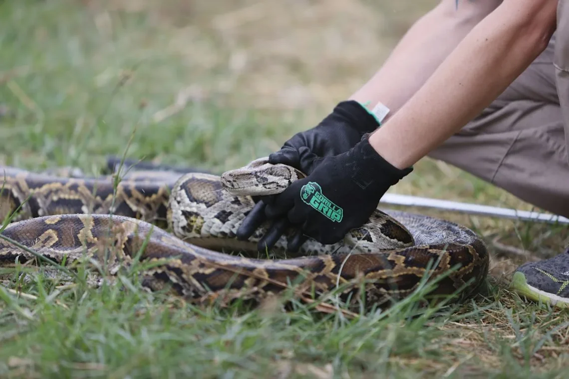 A Burmese python associated with Florida's annual Python Challenge