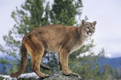 A mountain lion in tall grass, illustrating a possible sighting near Castroville, Texas