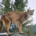 A mountain lion in tall grass, illustrating a possible sighting near Castroville, Texas