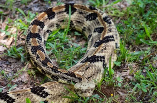 A venomous rattlesnake coiled on the ground with its rattle visible