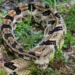 A venomous rattlesnake coiled on the ground with its rattle visible