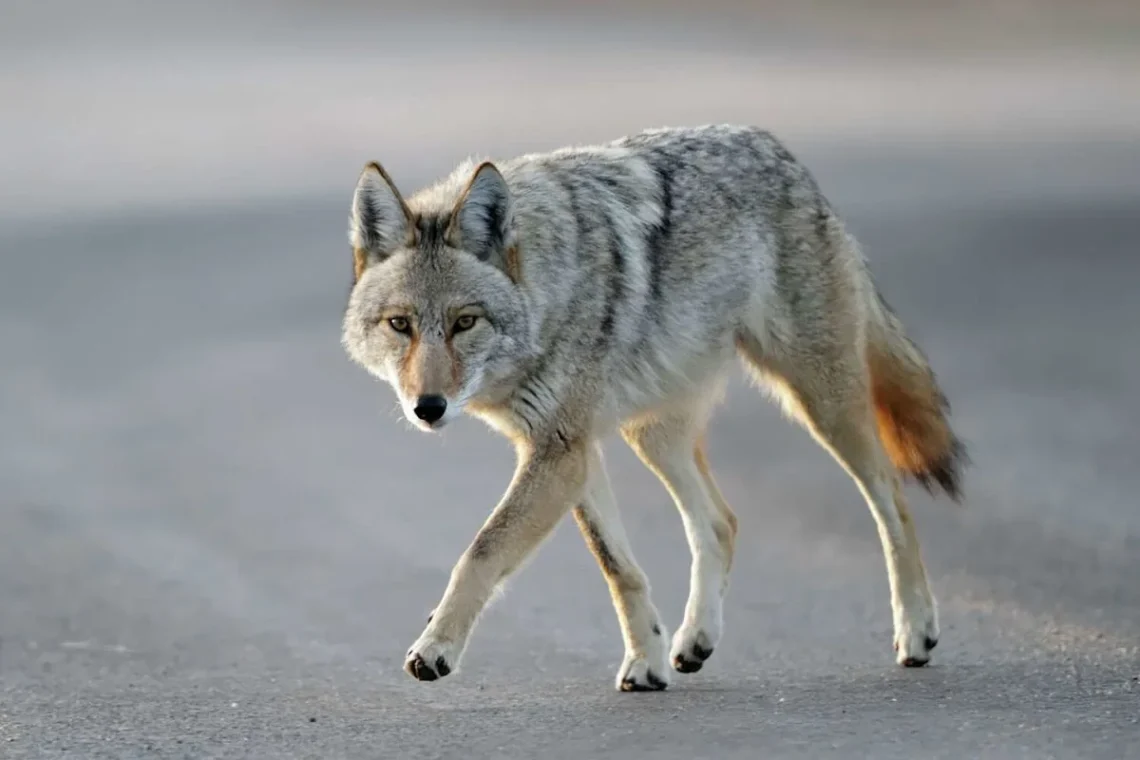 Coyote standing in a grassy area after rabies-related attacks in Fairfield, Connecticut