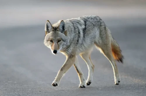 Coyote standing in a grassy area after rabies-related attacks in Fairfield, Connecticut