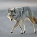 Coyote standing in a grassy area after rabies-related attacks in Fairfield, Connecticut