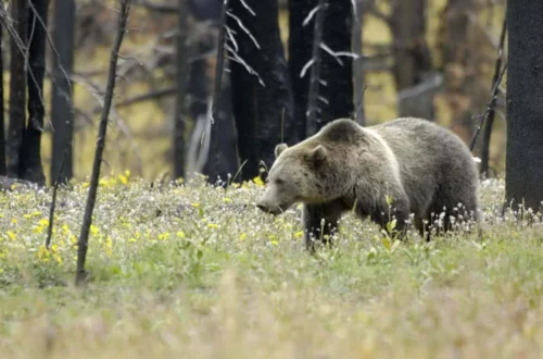 A grizzly bear in a forested area similar to Montana bear country