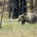 A grizzly bear in a forested area similar to Montana bear country