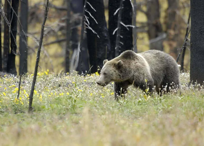 A grizzly bear in a forested area similar to Montana bear country