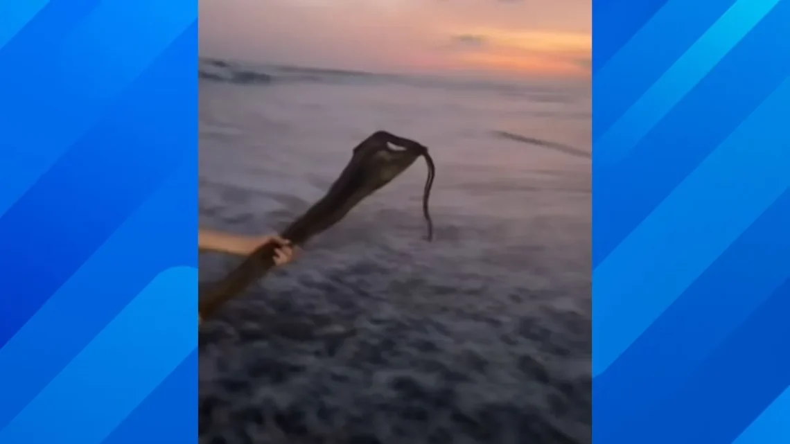 A yellow-bellied sea snake washed onto a California beach near the surf