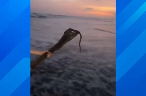 A yellow-bellied sea snake washed onto a California beach near the surf