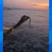 A yellow-bellied sea snake washed onto a California beach near the surf