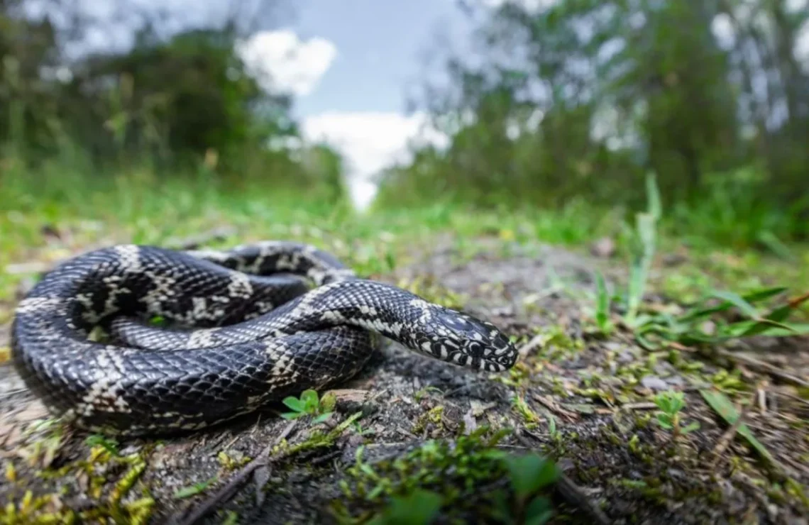 A snake resting near dry leaves beside a suburban walkway