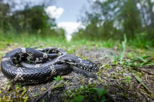 A snake resting near dry leaves beside a suburban walkway