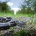 A snake resting near dry leaves beside a suburban walkway
