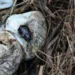 A Burmese python being handled during Florida's Python Challenge in the Everglades