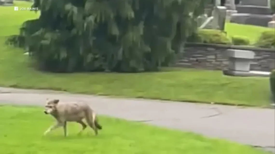 A coyote in a suburban neighborhood area with a warning about pet safety