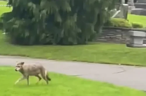 A coyote in a suburban neighborhood area with a warning about pet safety