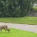 A coyote in a suburban neighborhood area with a warning about pet safety